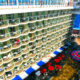 Wife Gets Caught Red-Handed Spying Into People'S Cruise Ship Cabins